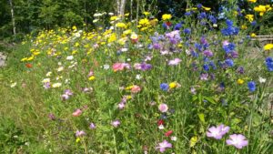Blommor